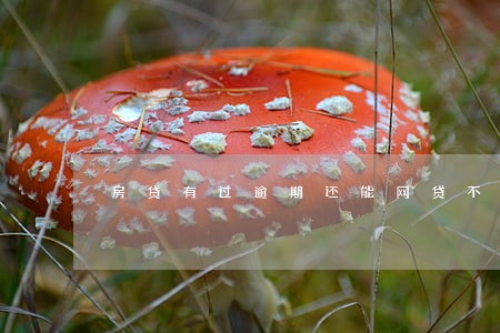 房贷有过逾期还能网贷不 房贷有过逾期还能网贷不