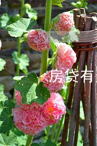 房贷有逾期3天 房贷有逾期3天