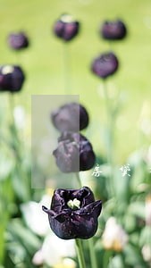 房贷有逾期还可以申请信用卡吗