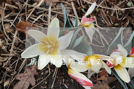 房贷有逾期还能2次抵押吗 房贷有逾期还能2次抵押吗