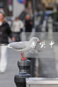 房贷申请办理逾期90天 房贷申请办理逾期90天