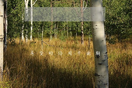 房贷的信用卡逾期