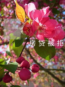 房贷被拒信用卡逾期 房贷被拒信用卡逾期
