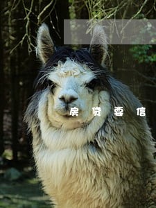 房贷要信用卡逾期证明 房贷要信用卡逾期证明