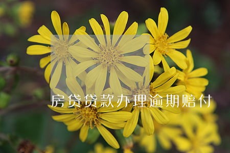 房贷贷款办理逾期赔付 房贷贷款办理逾期赔付