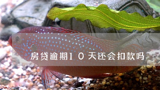房贷逾期10天还会扣款吗