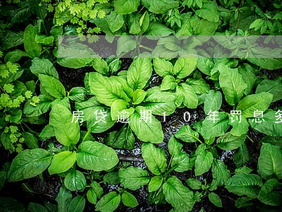 房贷逾期10年罚息多少
