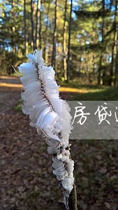 房贷逾期12次还能贷款吗 房贷逾期12次还能贷款吗