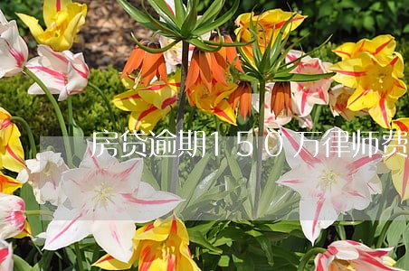 房贷逾期150万律师费多少