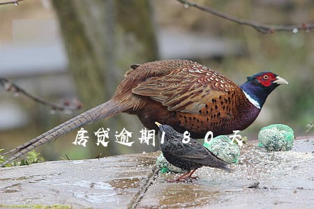 房贷逾期180天 房贷逾期180天