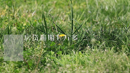 房贷逾期1万多 房贷逾期1万多