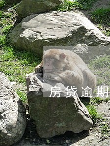 房贷逾期1万罚息要多少一天 房贷逾期1万罚息要多少一天