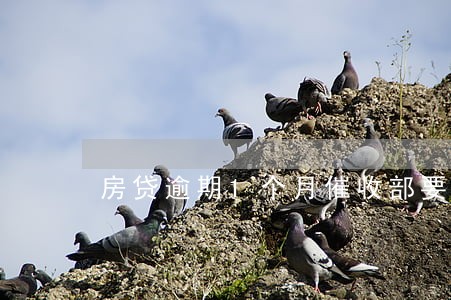 房贷逾期1个月催收部要上门 房贷逾期1个月催收部要上门