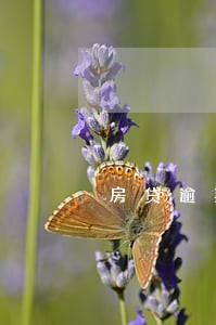 房贷逾期1天公积金贷款吗 房贷逾期1天公积金贷款吗