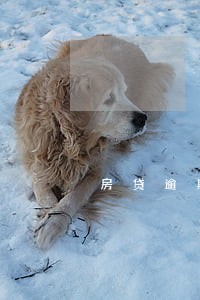 房贷逾期1年房子会收回吗 房贷逾期1年房子会收回吗