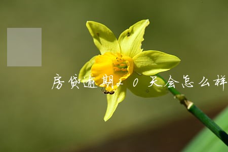 房贷逾期20天会怎么样 房贷逾期20天会怎么样