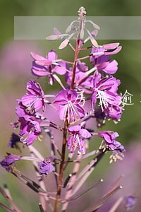 房贷逾期20天会拍卖房子吗
