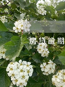 房贷逾期2次会上征信吗 房贷逾期2次会上征信吗