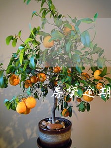 房贷逾期2次再买房