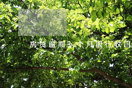 房贷逾期3个月银行收回房子 房贷逾期3个月银行收回房子