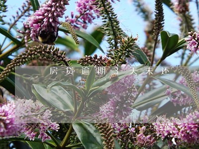 房贷逾期3天未还 房贷逾期3天未还