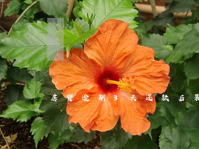 房贷逾期3天还款后果 房贷逾期3天还款后果