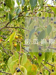 房贷逾期3小时 房贷逾期3小时
