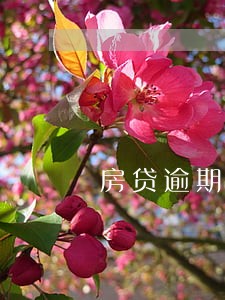 房贷逾期3期后果