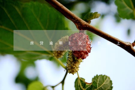 房贷逾期3次利息会上调吗 房贷逾期3次利息会上调吗