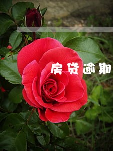房贷逾期4小时怎么办 房贷逾期4小时怎么办
