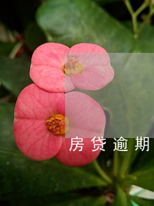 房贷逾期5天还会自动扣款吗 房贷逾期5天还会自动扣款吗