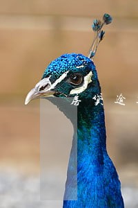 房贷逾期5次多久能清记录 房贷逾期5次多久能清记录