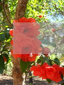 房贷逾期5次对孩子上学有影响吗 房贷逾期5次对孩子上学有影响吗