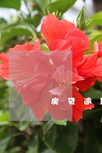房贷逾期5次能办车贷吗