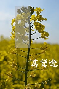 房贷逾期60天以上 房贷逾期60天以上