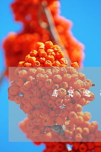 房贷逾期6天会罚款吗 房贷逾期6天会罚款吗