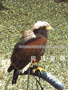 房贷逾期6天会自动扣除吗 房贷逾期6天会自动扣除吗
