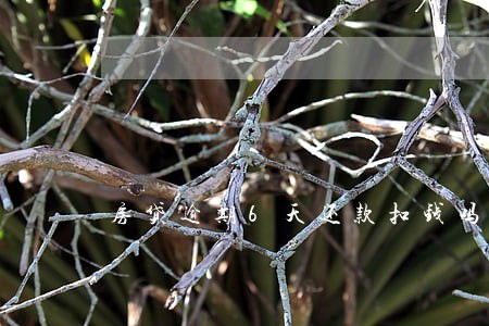 房贷逾期6天还款扣钱吗 房贷逾期6天还款扣钱吗