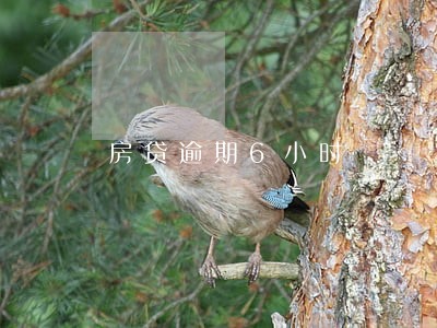 房贷逾期6小时 房贷逾期6小时