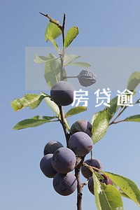房贷逾期7天后会自动扣款吗 房贷逾期7天后会自动扣款吗