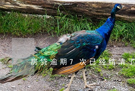 房贷逾期7次已经结清了