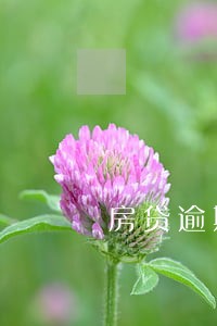 房贷逾期8个月最佳处理办法 房贷逾期8个月最佳处理办法