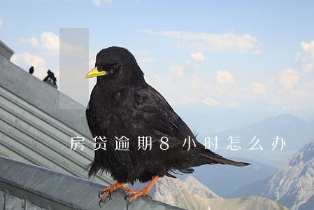 房贷逾期8小时怎么办