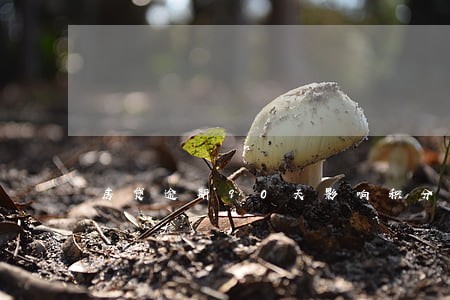 房贷逾期90天影响积分落户吗 房贷逾期90天影响积分落户吗