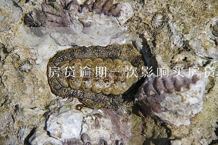 房贷逾期一次影响买房贷款吗 房贷逾期一次影响买房贷款吗