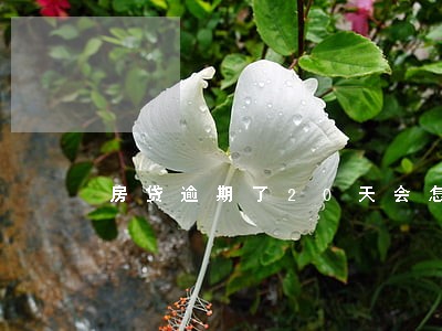 房贷逾期了20天会怎么办 房贷逾期了20天会怎么办