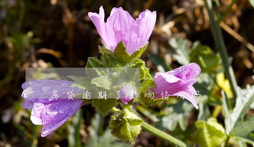 房贷逾期了影响信用吗 房贷逾期了影响信用吗