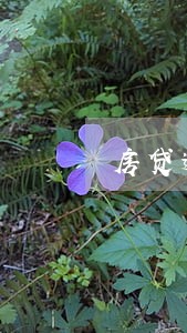 房贷逾期几次会影响信用 房贷逾期几次会影响信用
