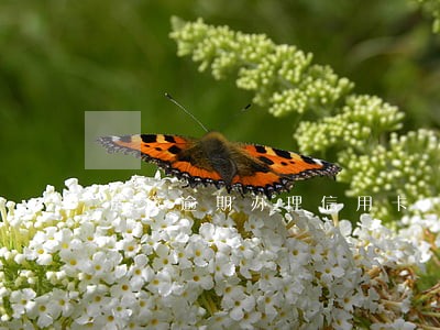 房贷逾期办理信用卡 房贷逾期办理信用卡
