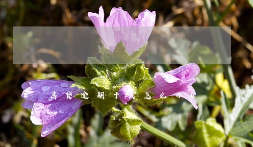 房贷逾期十天怎么办6 房贷逾期十天怎么办6
